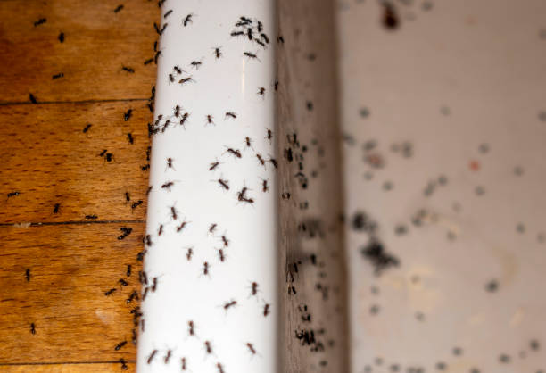 Best Pest Control for Homes  in Valparaiso, IN