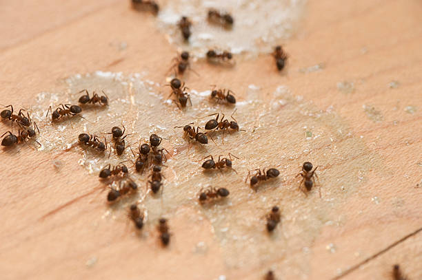 Best Best Pest Control Companies  in Valparaiso, IN